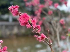 -红山村