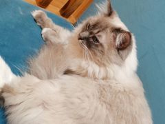 -滚猫咖啡·猫咖·猫友好撸猫(未来城店)