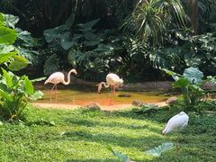 -海南热带野生动植物园