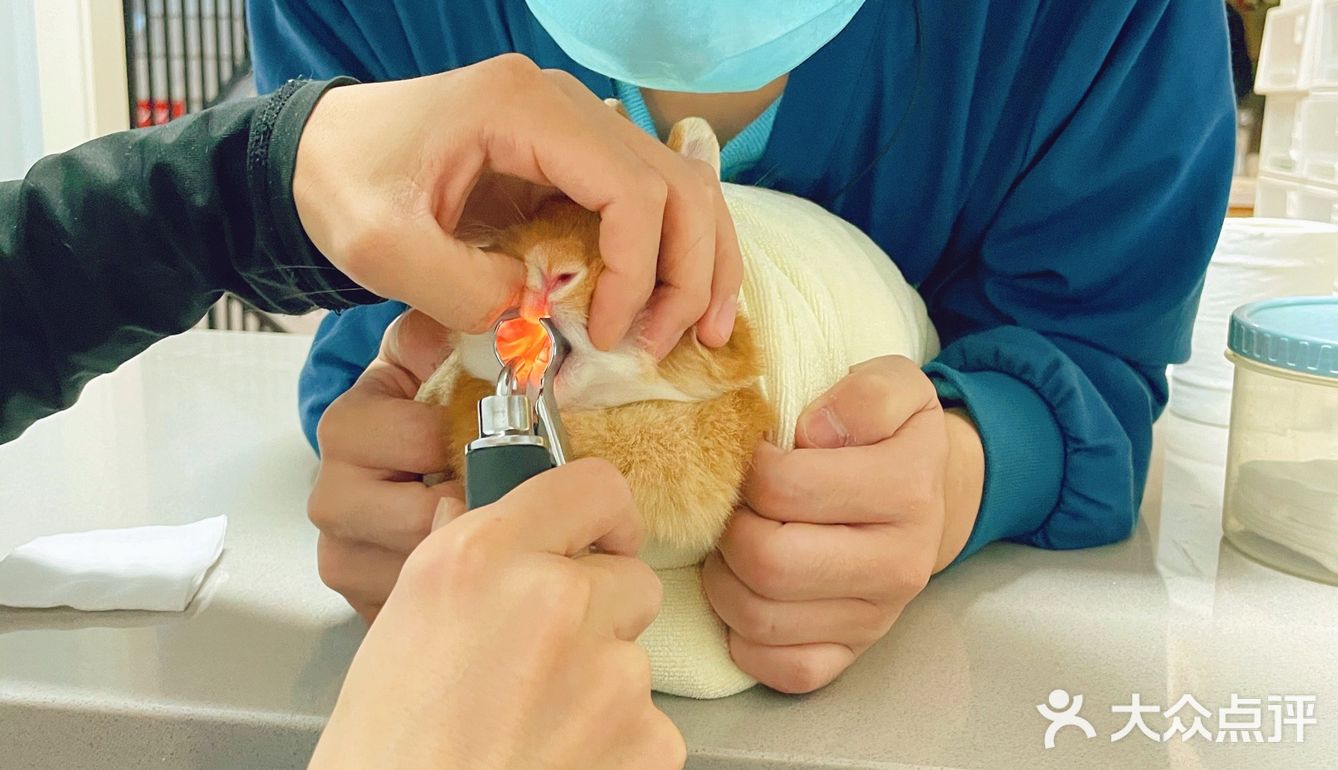 萌兔的一场健康之旅🚢｜关忠动物医院🏥