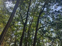 -大屏嶂森林公园