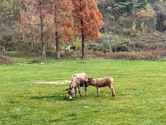 -武陵山森林公园