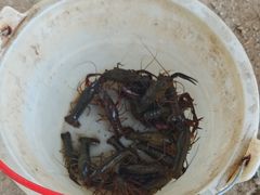 -同銮特种养殖场·龙虾垂钓