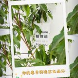 自带玻璃瓶又来喝养生健康茶饮啦