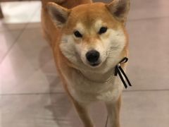 -柴务处·柴犬主题狗咖