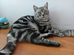 -1013 PET SHOP 宠物商店(近铁城市广场店)