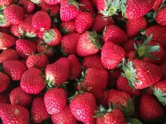 -胜丰草莓采摘园