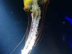 -欢乐海岸海洋奇梦馆