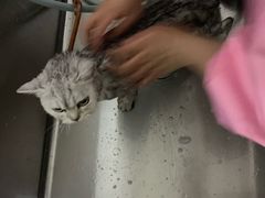 -1013 PET SHOP精品宠物商店(丁香店)
