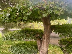 -北京市海淀外国语实验学校