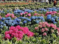 -荷兰花海