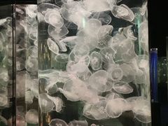 -香港海洋公园