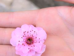 -东升八家郊野公园
