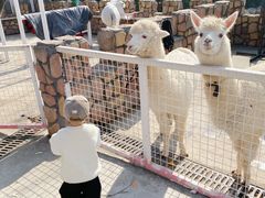 -J Create城市露营咖啡·简餐·宠物(上海动物园店)