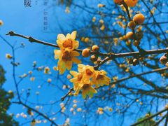 -杭州植物园