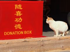 -龙华素斋(龙华路店)