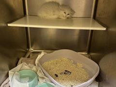 -萌兽医馆·犬猫专科·眼科中心·宠物医院(朝阳门分院)