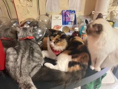 -猫色咖啡·猫咖