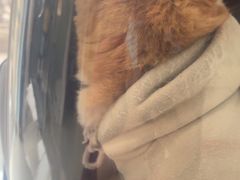 -瑞派福兴宠物医院犬猫全科·骨科·中西医结合(河东店)