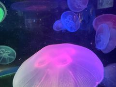 -太平洋海底世界