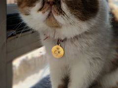 -名猫咖啡馆·撸猫·拼豆