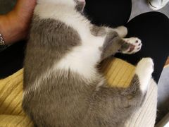 -团子家猫咪猫咖馆·柯基·柯尔鸭