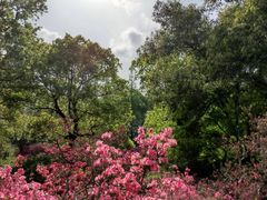-上海滨江森林公园