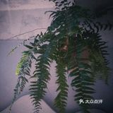 推荐不错的特调★都柏林人