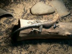 -上海昆虫博物馆