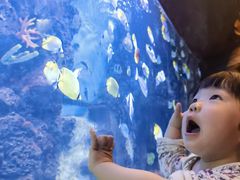 -芜湖新华联大白鲸海洋公园