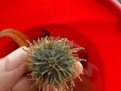 -日照大牌檔•小船海鲜(万平口店)
