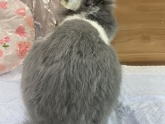 -爱侣宠医·鹦鹉专科·小型哺乳类·异宠专科(灵石路店)