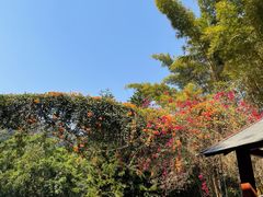 -野象谷景区