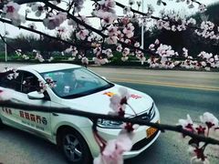 -乔森驾校(杨家坪总校)
