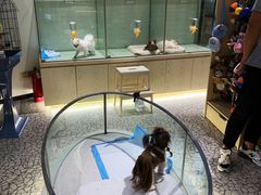 -momokira米努特·德文卷毛猫·棉花面纱犬