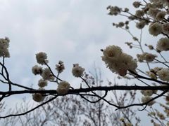 -无锡梅园公园