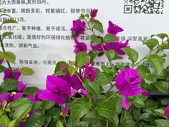 -北湖公园