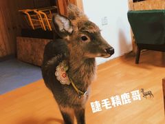 -猫色咖啡·猫咖