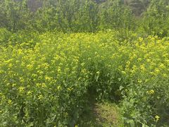 -苏州上方山国家森林公园