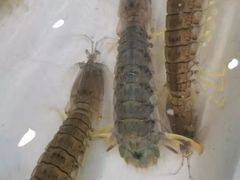 -拉威海鲜市场