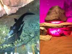 -迪拜水族馆及水下动物园