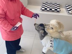 -怪兽屋·羊驼·猫咖·狗咖(俊华广场店)