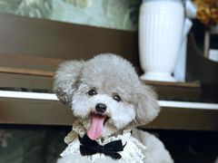 -超宠爱宠物摄影-Super pet