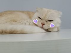 -喵的天空名猫咖啡馆·撸猫·猫舍·用品