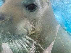 -海合安成都极地海洋公园