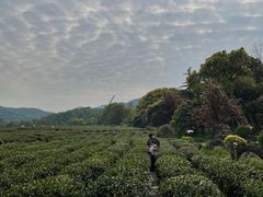 -中国茶叶博物馆(双峰馆区)