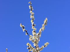 -林屋梅海青梅保护基地