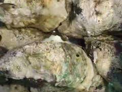 -鸿港海鲜批发市场