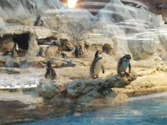 -帝企鹅自助餐厅•儿童岛•真企鹅(长隆企鹅酒店)