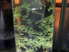 -广东中医药博物馆